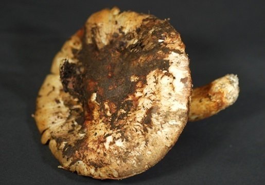 バカマツタケ 学名も 学名もtricholoma Bakamatsutake 端的にいうとね 名前って大事だなあ と との声も Togetter バカマツタケ 学名も 学名もtricholoma Bakamatsutake 端的にいうとね 名前って大事だなあ と との声も Togetter