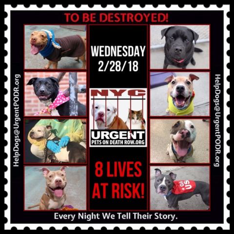 TO BE DESTROYED 02/28/18 - 
 
newhope.shelterbuddy.com/Animal/List
 
To rescue a Death Row Dog, Please read...
nycdogs.urgentpodr.org/to-be-destroye…