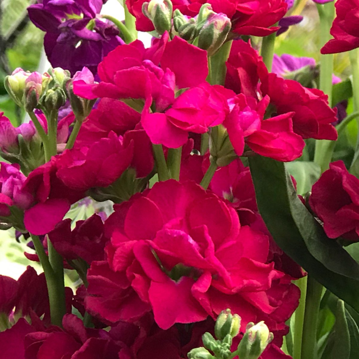Echters's tweet photo. Breathe in the intoxicating scents of Spring at Echxpo this weekend, March 2-4, at Echter’s. Visit https://t.co/nG3EALqaCF for a full list of classes. https://t.co/WJoSCJpS1H