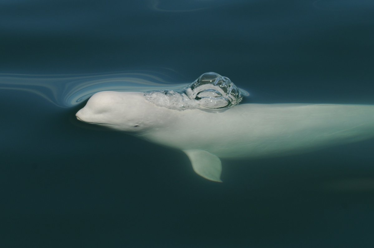 Budget 2018. Des fonds fédéraux promis pour mieux protéger le béluga contre les «menaces causées par les activités humaines». <a href="/LeDevoir/">Le Devoir</a> <a href="/BaleineMagazine/">Baleines en direct</a> <a href="/yannperreau/">Yann Perreau</a>