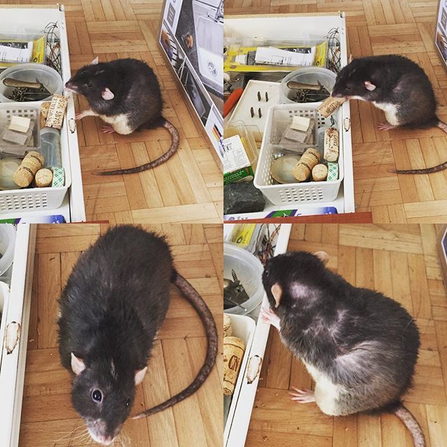 Janerette's tweet photo. So we’re doing #renovations and the drawers are on the floor. Fun to a #rat! Pinkerton liked the small collection of #wine #corks. 
#ratsofinstagram #rexrat #seniorpetsofig #adorbz https://t.co/VlK7yrGmPi https://t.co/RKiFavH0yD