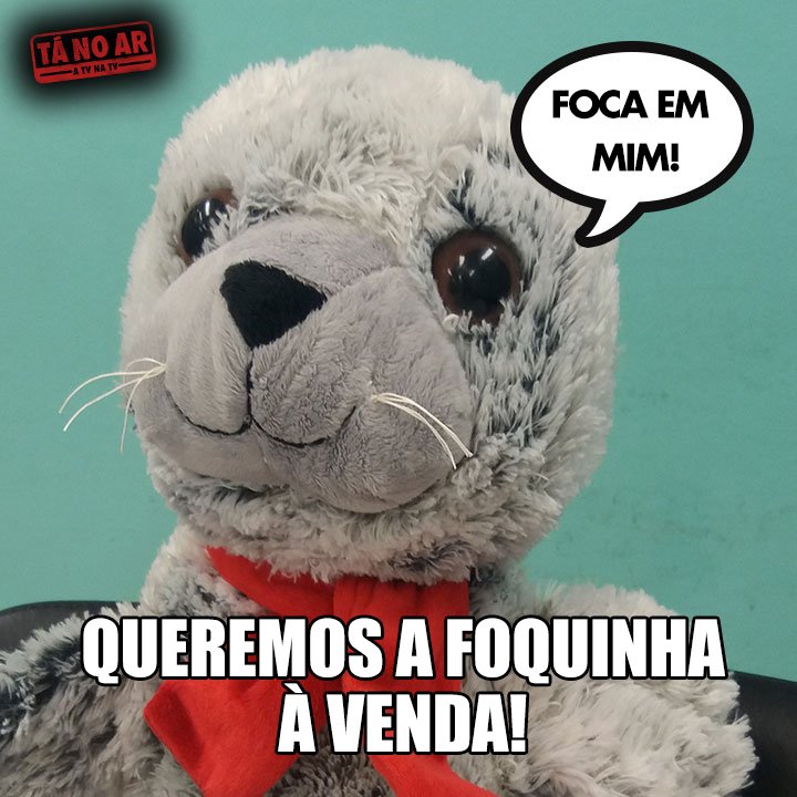 Foca Em Mim Animais Bonitos Animais Bebes Mais Fofos Animais