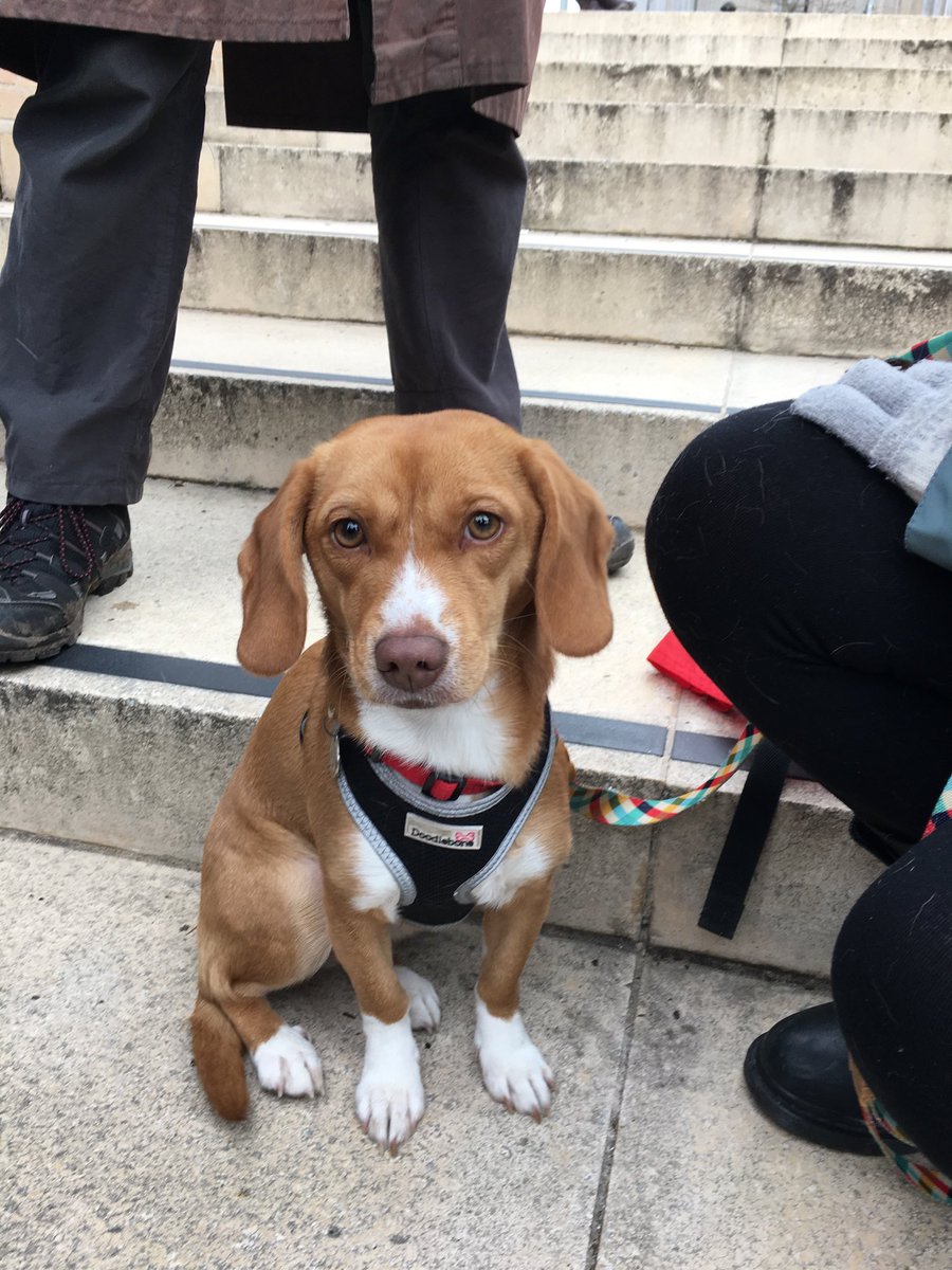 colette147's tweet photo. Littlest ucu picket I ve met this week. In talks  today  @ucu tabled a series of steps to resolve the uss dispute. Employers agree to go to Acas . https://t.co/2OJExbdNss