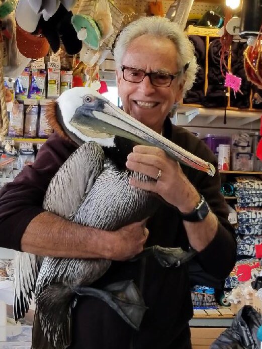My buddy Mike a brown pelican always sneaking into store looking for a treat