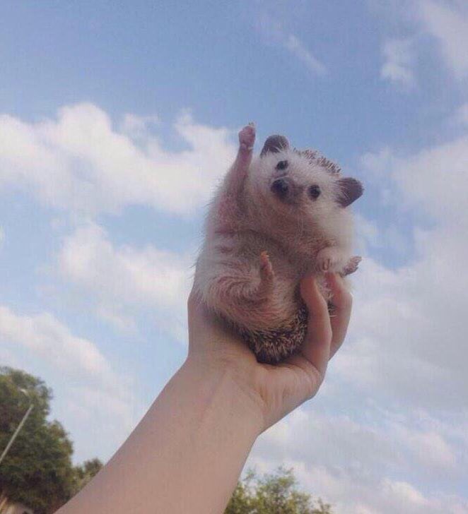 amyjvassallo's tweet photo. Yesterday I submitted my PhD for examination! Huge thankyou to Claire Hiller, @evpappas @M_Stamatakis @USydFHS &amp; everyone who has been cheering me along the way! #phdlife #done #reachforthestars https://t.co/b9L9ToBsS5