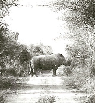 A photo taken by my Granny in the 1920’s of a rhino crossing the road in the bush where her and my mums family grew up . Almost impossible to see this today outside national parks .@fortheloveofwildlife
#rhinoceros #melbournecrush #notoivory #notorhinoho… ift.tt/2F01DXX