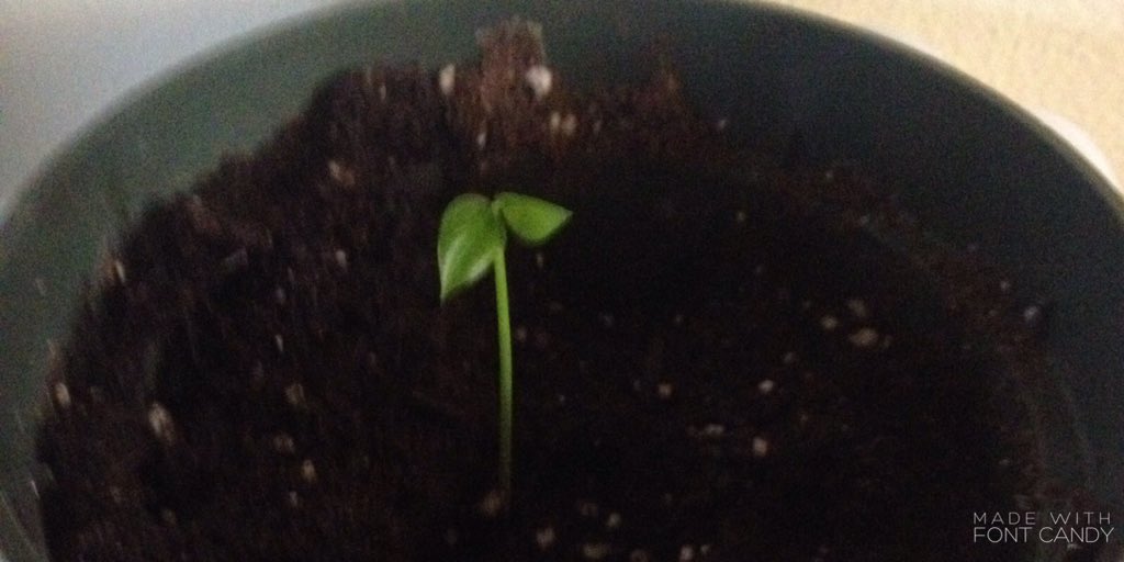 I grew a baby lemon tree from a seed. Isn't that cool? #lemon #organic #gardening #livewild