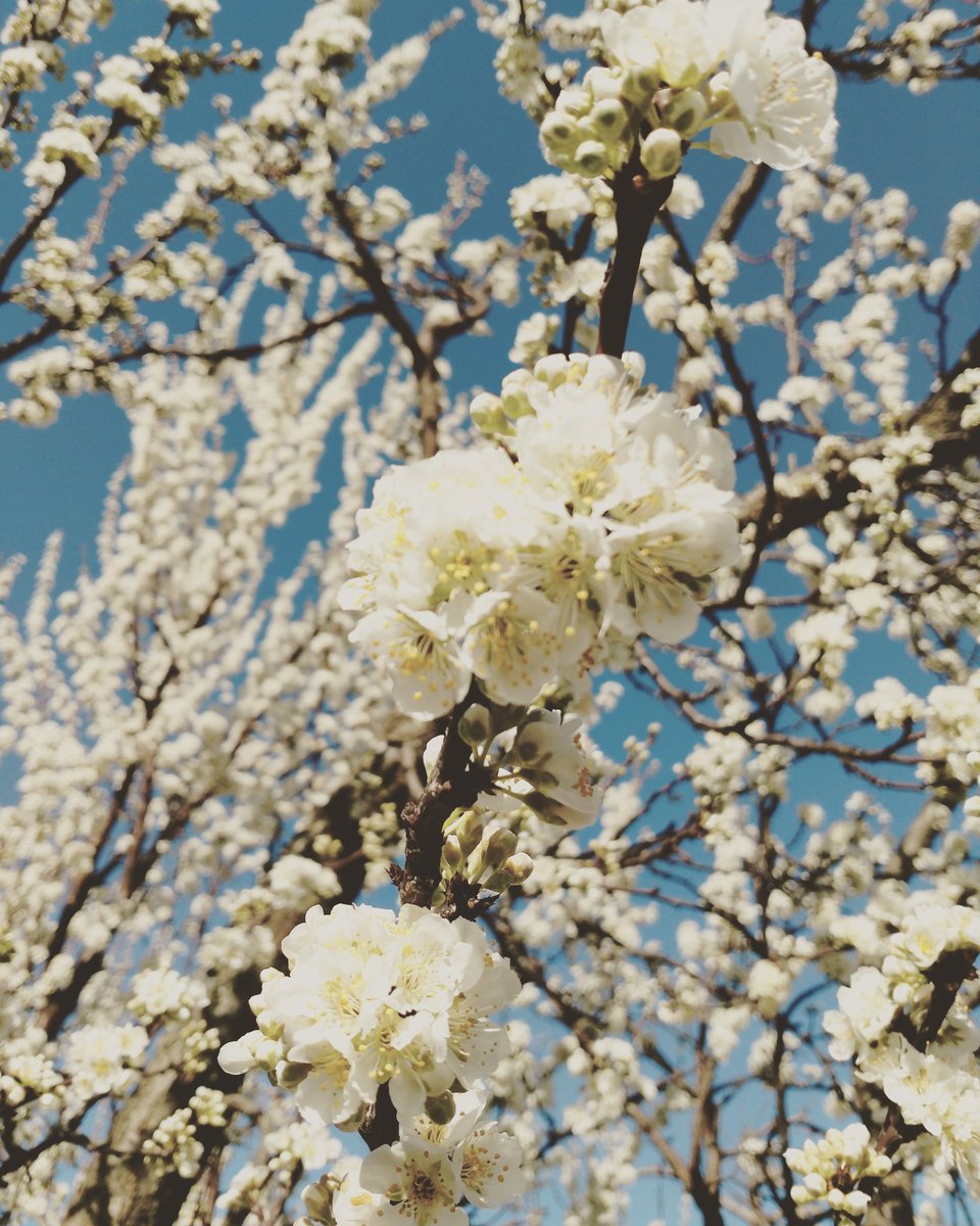 Loving the early #californiabloom