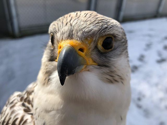 Here at The Raptors we are getting SUPER excited to be open for the year in less than two weeks!!! Who will be joining us on opening day (March 10th)?????
•
•
#islandraptors #birdsofprey #explorevanisle #cowichanvalley #falcon instagram.com/p/BfuD2xQjmDV/