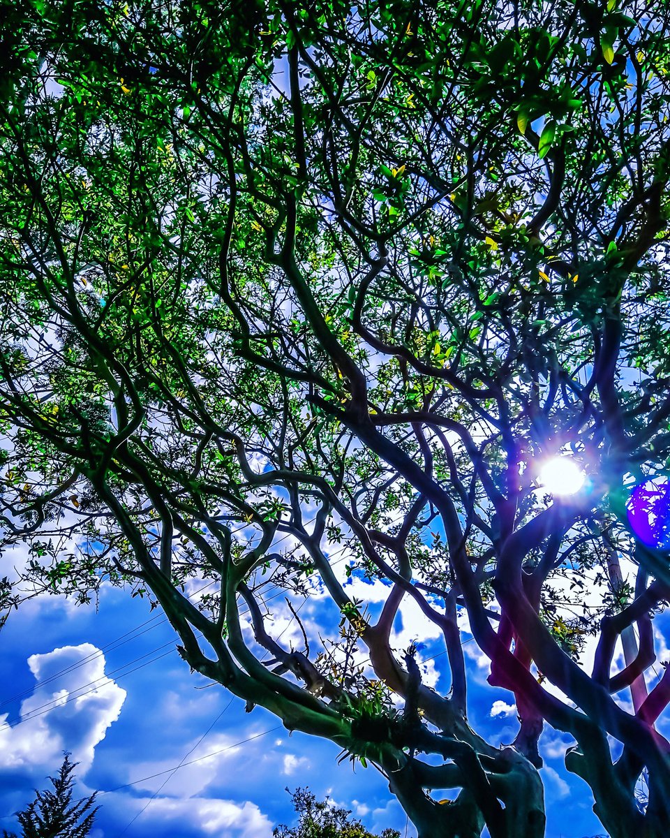efeve's tweet photo. La de siempre...pero única y diferente. Salento/The same known one...but unique and different. Salento (Quindío, Colombia)
@wilcheschaux
@IECAIBERO
@bestworldshotz
https://t.co/0MuXezB6VG
#trees #arboles #sky #cielo #siluetas #silouettes #leafscreen #pantalladehojas #nature https://t.co/fjjbEDNz78