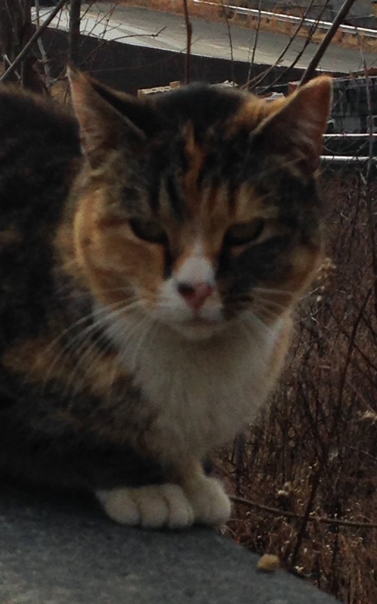 Pumpkin. #FeralTuesday