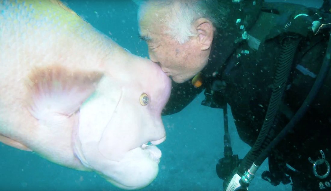 mental_floss's tweet photo. This Scuba Diver Has Been Visiting the Same Fish for 30 Years — 
https://t.co/nf8PhN1gTf https://t.co/vUYBlDULmv