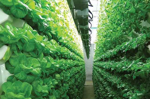 One of the largest indoor farms in the world is in Faribault minnpost.com/twin-cities-bu… via <a href="/MinnPost/">MinnPost</a> #aeroponics