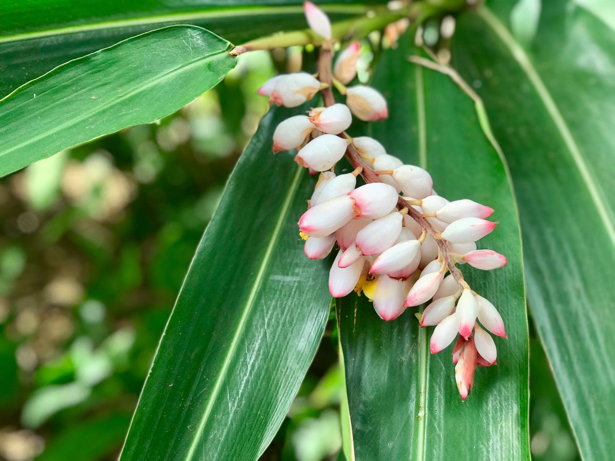 Don't forget to stop and smell the... shell ginger

#mauitropicalplantation #tropicalflowers #tropicalplant #mauiflowers #mauiplant #hawaiianflowers #hawaiianplant #maui #hawaii #exoticplants #luckywelivehawaii