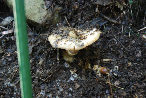 バカマツタケ 学名も 学名もtricholoma Bakamatsutake 端的にいうとね 名前って大事だなあ と との声も Togetter バカマツタケ 学名も 学名もtricholoma Bakamatsutake 端的にいうとね 名前って大事だなあ と との声も Togetter