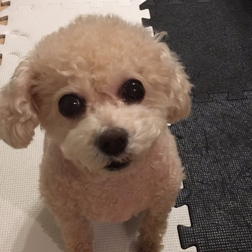 ayumin_777's tweet photo. あたちもいるわよ
byミッフィ https://t.co/PvPNGrandQ