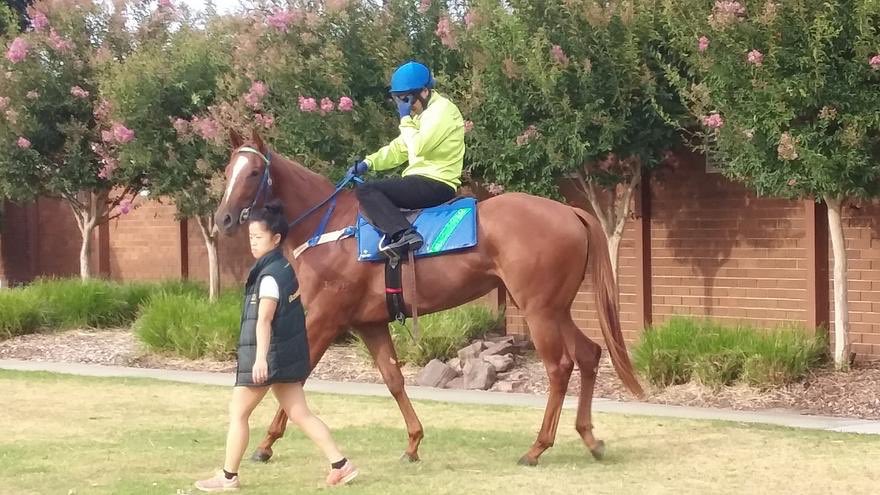 RacingBennett's tweet photo. GOLDIFOX DEBUTS AT BENDIGO TODAY for @henrydwyer
Good Luck to all Owners
Race 2- 4:10pm 1000m
#11 GOLDIFOX
Jumps From Barrier 2 with Chris Symonds on Board #GoGoldi https://t.co/SsJGeVKkxm
