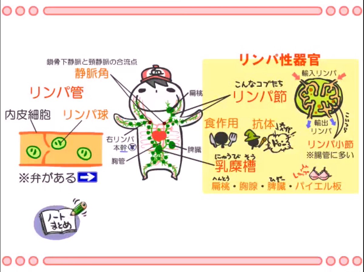 看護師国家試験オンラインサロン Sur Twitter 解剖生理学 11話 リンパ系 動画はこちら T Co 02xc1rr9oh 看護師国家試験 解剖生理学 リンパ Rtでみんな合格 T Co Zbarnszrxb