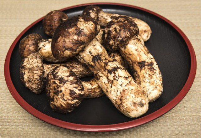 バカマツタケ 学名も 学名もtricholoma Bakamatsutake 端的にいうとね 名前って大事だなあ と との声も Togetter バカマツタケ 学名も 学名もtricholoma Bakamatsutake 端的にいうとね 名前って大事だなあ と との声も Togetter