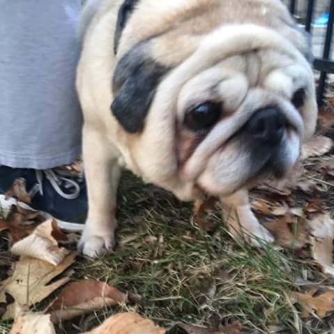 Hamilton Pug tweet media