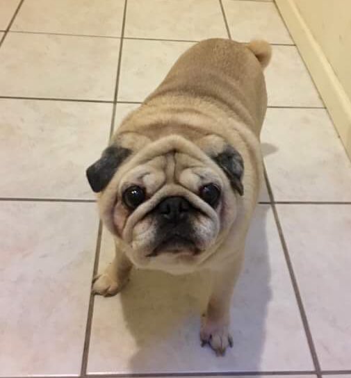 Hamilton Pug tweet media