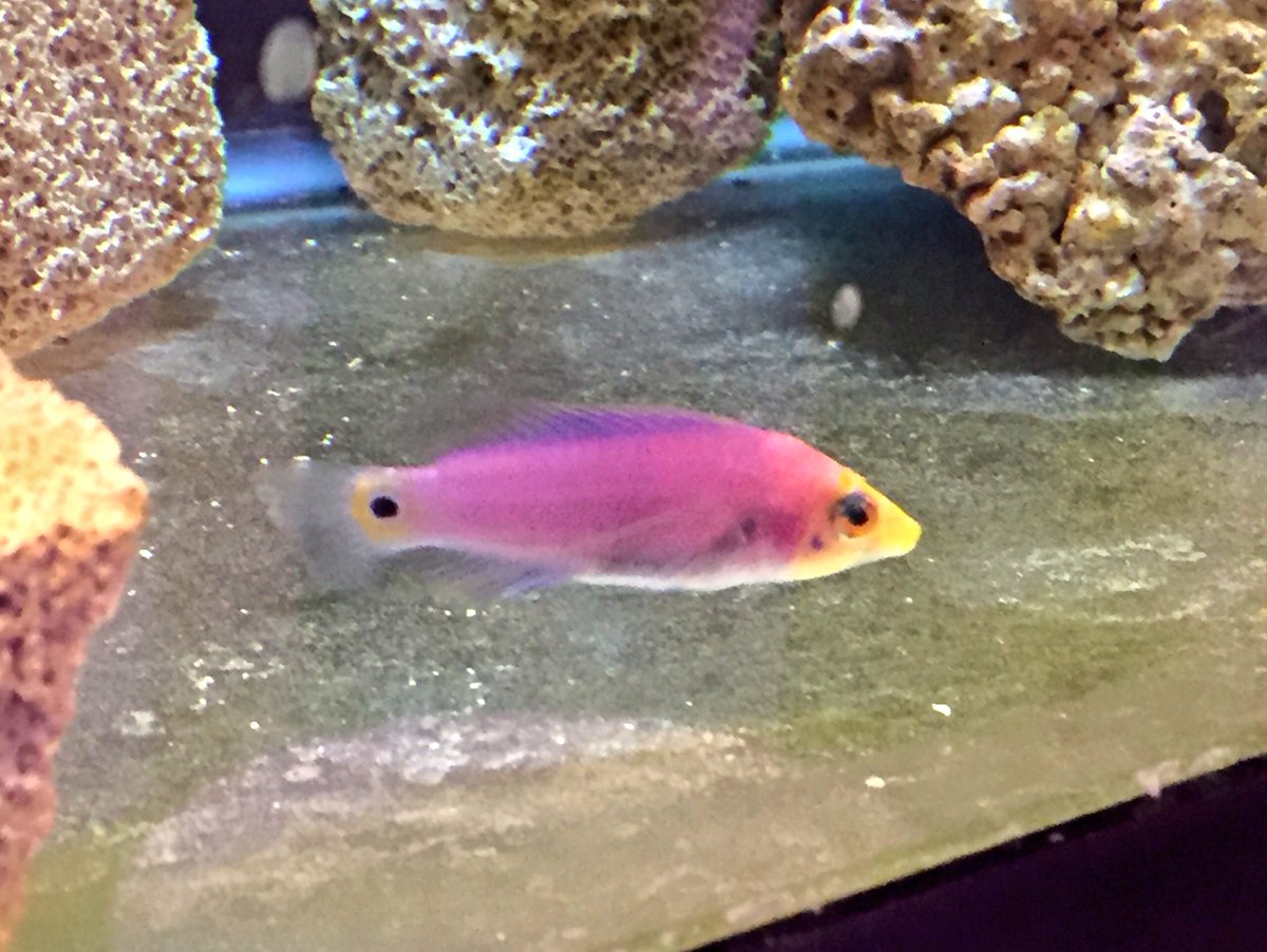 NewtonAquarium's tweet photo. This little fishy is in quarantine right now. Can anyone id him? 🔎🐠 #newfish #alwaysQuarantine #salttank #mystery https://t.co/Hkjyn67mDW