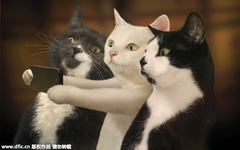 Taking a selfie

#cute #adorable #kitty #cats #pets #twostupidcats