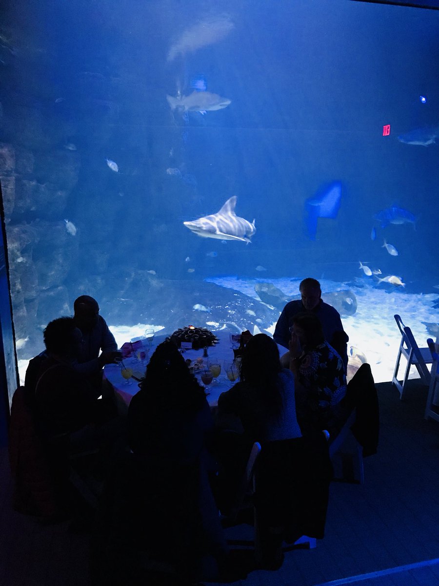 Sofiep80's tweet photo. Had a fantastic time eating dinner with the Sharks !!π¦ π Who else gets to have a whole aquarium to themselves?! Our diamond guests do!! π π#EventsOfALifetime #VBest #turtleselfie https://t.co/XgR3gOvN1G