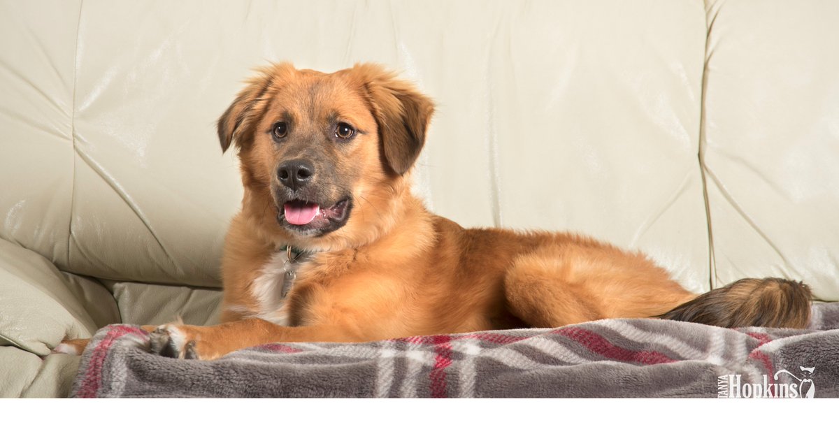 Hopkins_794's tweet photo. Our March newsletter is here! Read about AVE Living's premier pet-friendly housing accommodations.  March 23rd is National Puppy Day! Puppy proof your home with our helpful tips.  https://t.co/JSxEGtzlGt
 #aveliving #petfriendly #nationalpuppyday #puppyproof #petphotography #pets https://t.co/gbweuMgo1a