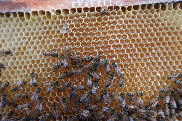 “Masticar la cera hasta agotar la miel y volver a cortar otro trozo para llevarlo también a la boca, era una de los más grandes satisfactores que los niños de la familia podíamos tener.”

elltianguisrevista.com

#mieldeabeja #abejas #saboresmexicanos #eneltianguis
