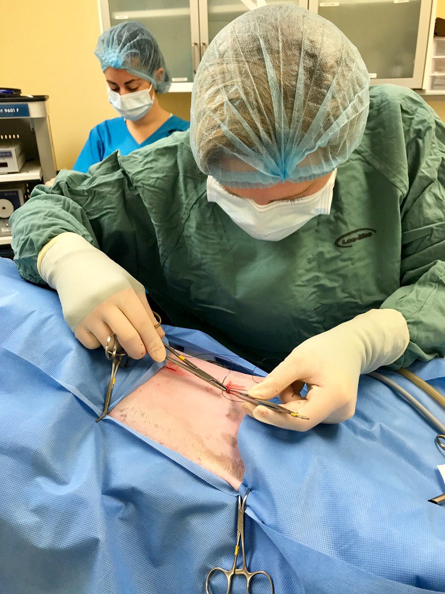 RoncyVet's tweet photo. It’s #WorldSpayDay! Did you know we were the 2nd #Toronto vet to offer #laparoscopic spays? Check out puppy Graven’s pics! #roncy #highpark https://t.co/4YX8IPUO5w