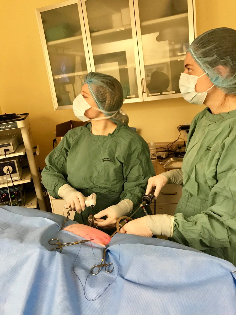 RoncyVet's tweet photo. It’s #WorldSpayDay! Did you know we were the 2nd #Toronto vet to offer #laparoscopic spays? Check out puppy Graven’s pics! #roncy #highpark https://t.co/4YX8IPUO5w