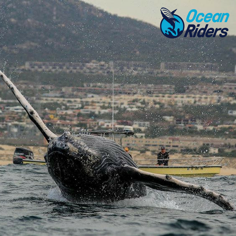 OceanRiders's tweet photo. #DidYouKnow Whales eat excessive amounts of food during feeding season? This helps these marine mammals build up their supply of blubber which they’ll rely on for energy during their long trip to a warmer weather 😎#OceanRiders #WhaleWatchingSeason #LosCabos #RidersExperience https://t.co/YV5H0wFm66