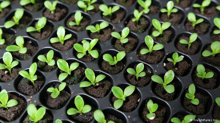 WECCGC's tweet image. Come out to our 2018 meeting! 
Tuesday, March 6 at 6 PM - 9 PM
Windsor Public Library - Central Branch

6-7pm - WECCGC Member Meet, Greet, Share
7-9pm - Seed Starting Workshop - General Public Also Invited

facebook.com/events/1789712…