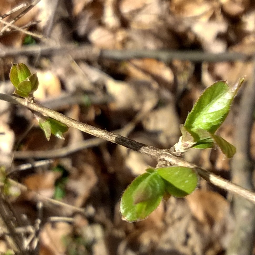trischagoodwin's tweet photo. I know all the reasons people hate honeysuckle, but I love it. #CuspOfSpring https://t.co/fwWCZyWubE