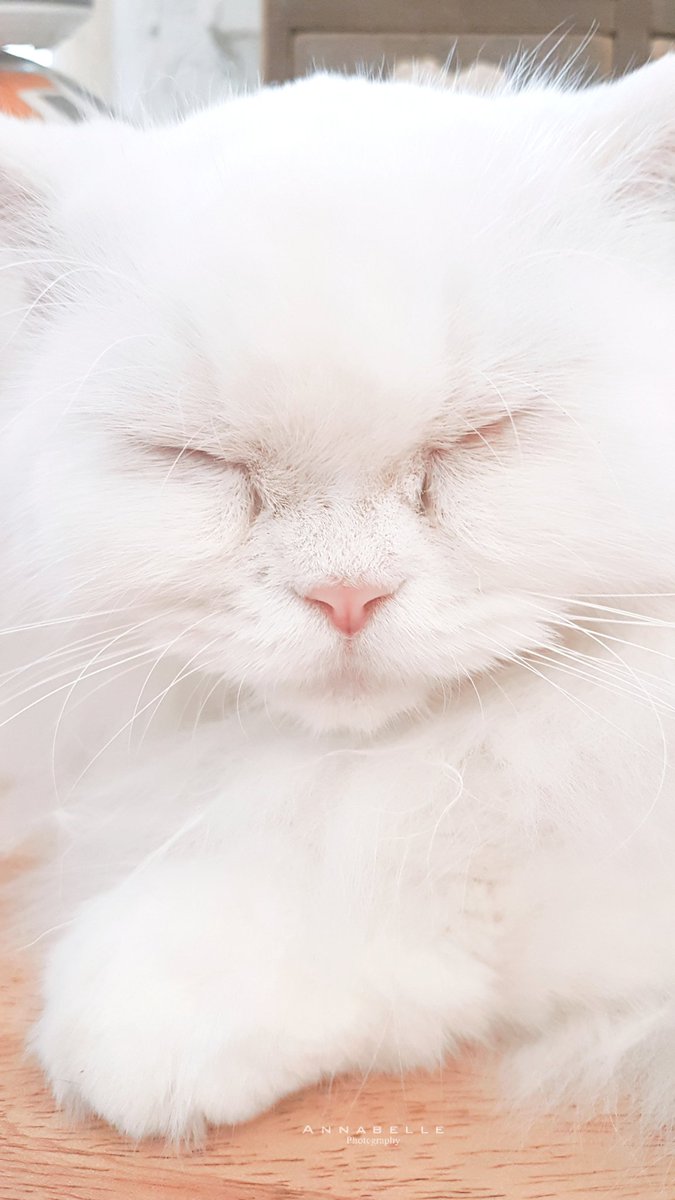 _ANNABELL_'s tweet photo. "เราง่วงขอร้องอย่ากวน..."😴
#cat
#kitten #cats #adorable #AnnabellePhotography #AnnabelleMarianne #Photographer #28Feb2018 #0935AM https://t.co/VQgHQYFQ9W