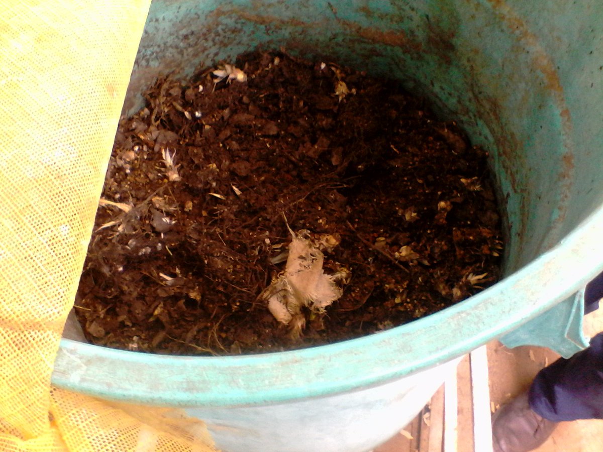 Circuito25heres's tweet photo. Planteles del @Circuito25heres activos con la Revolucion Productiva, Siembra, Mantenimiento y Elaboracion de Compost y  Humus de Lombriz casero @JauaMiranda @eugeniapinero @dceupbol1#JuntosTodoEsPosible  @RosangelaOrozco https://t.co/8JC1o1ybc9
