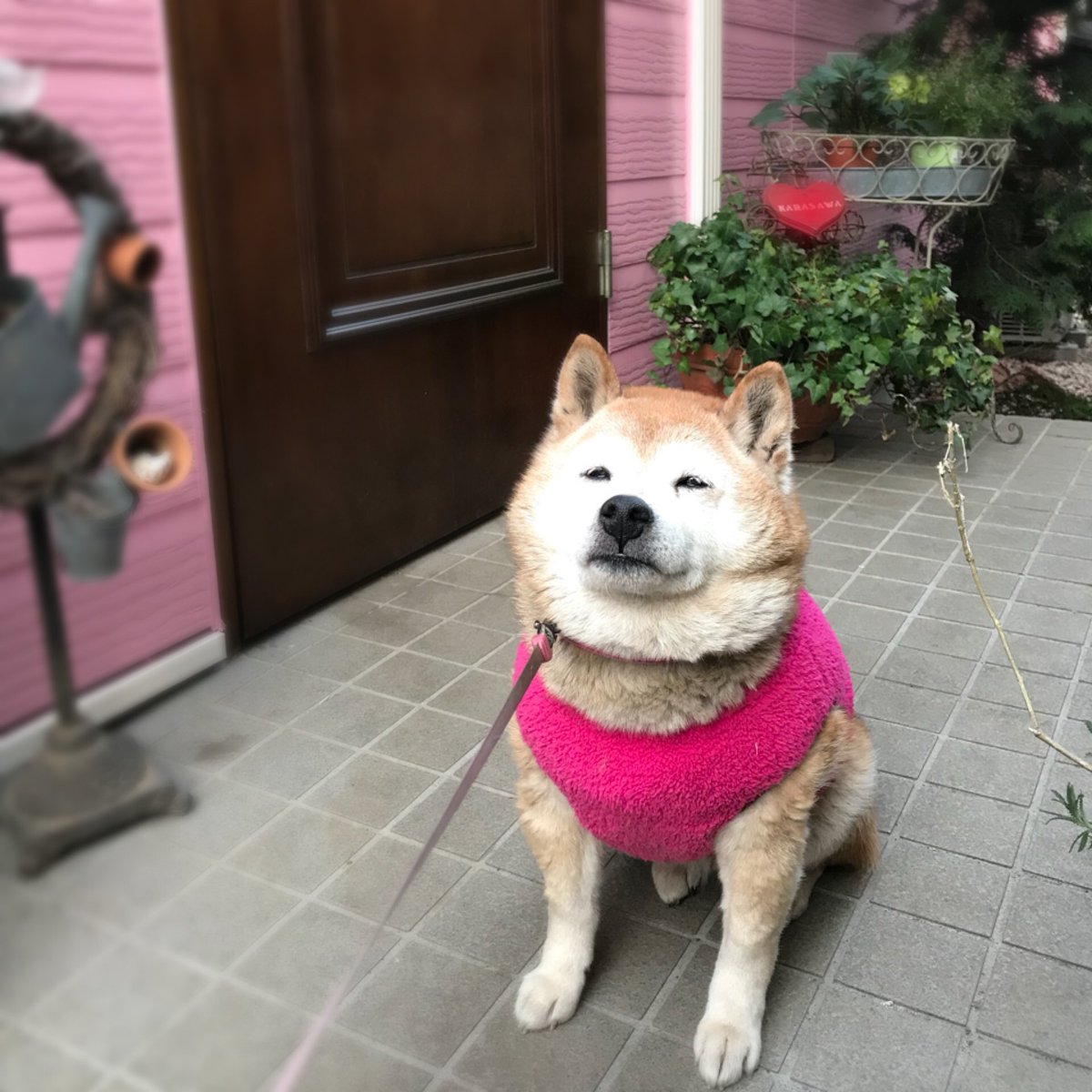 Neri Na Twitteru あんこがちょっと風邪引いてクシュクシュなのでピンクのおべべを着てみました お気に召して得意げですが ぱっつんぱっつんですよ 柴犬サイズって書いてあったんだけど ᵔᴥᵔ 笑 犬 Dog 今日のあんこ 柴 柴犬 Shibainu Shiba あんこ