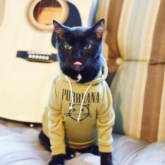 bapandcats's tweet photo. https://t.co/O4k7fwfbQO