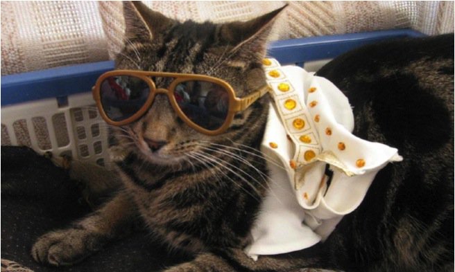 bapandcats's tweet photo. https://t.co/naGsfSOGbX