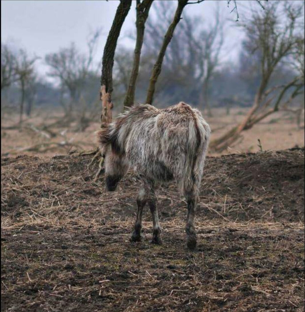 lientje1967's tweet photo. Links mag van de @PartijvdDieren niet (want "bioindustrie"), rechts mag van de @PartijvdDieren wel (want natuur). #OVP https://t.co/ceuZZX4xST