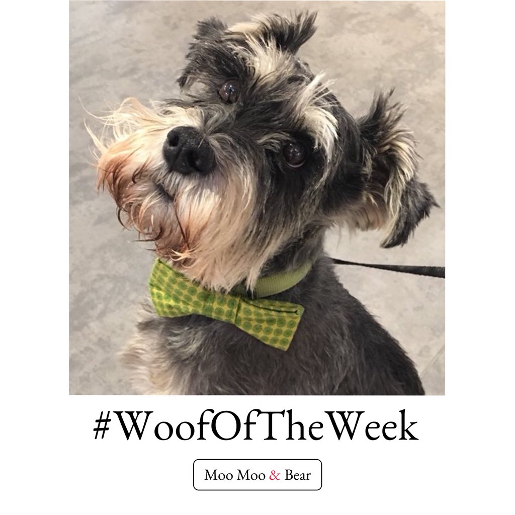moomooandbearuk's tweet photo. #woofoftheweek. We’ve chosen the very gorgeous @sirtobydog this week in our final Valentines month Woofer. Please send some very much needed ❤️ his way 🐾🐾 #schnauzergang #thepetsbiz
https://t.co/Z4rJxyvP5q https://t.co/0Wgx2mvMYz