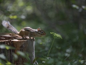 together666's tweet image. А...запах!