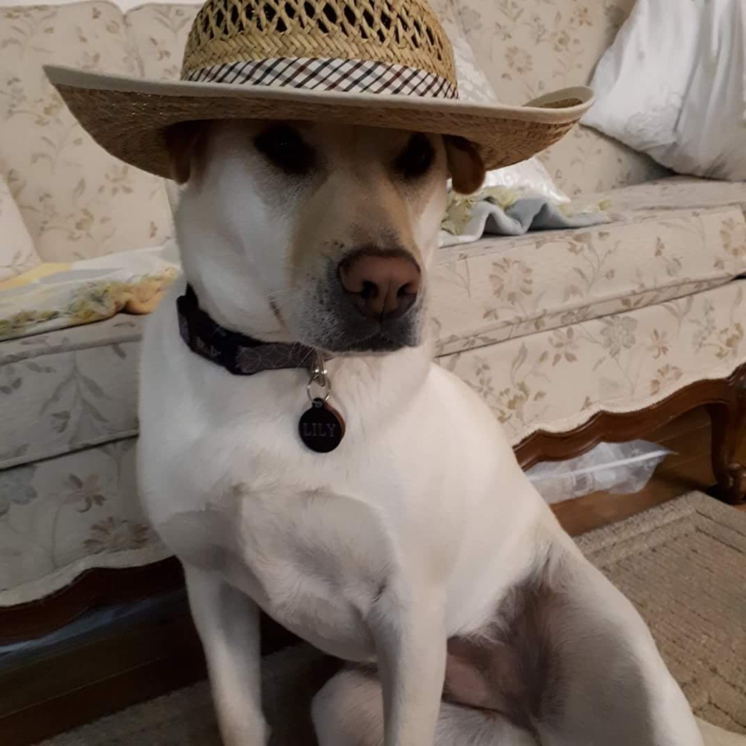 Jaclyn_EMS's tweet photo. @H_Combs You can take the girl out of the country but you can't take the country out of the girl! #CountryDog #AdoptDontShop #Sharpull #MyLilyGirl https://t.co/ouS6PAlzWk