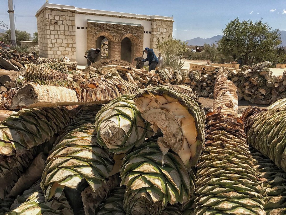 mezcaloro's tweet photo. ¿Sabías qué? El #Cuish es una variante de Maguey silvestre que tarda 12 años en crecer y requiere de 7 días para su cocimiento, se da en las zonas áridas del sur y es conocido también como #cirial #OaxacaTierraDelMezcal #OaxacaEsTuyo https://t.co/r2nA683QaU