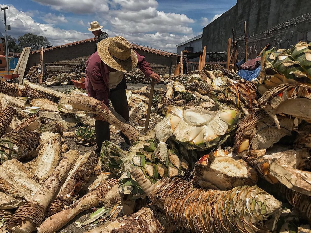 mezcaloro's tweet photo. ¿Sabías qué? El #Cuish es una variante de Maguey silvestre que tarda 12 años en crecer y requiere de 7 días para su cocimiento, se da en las zonas áridas del sur y es conocido también como #cirial #OaxacaTierraDelMezcal #OaxacaEsTuyo https://t.co/r2nA683QaU
