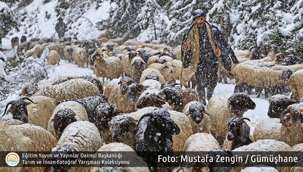 Görünmez kahramanlar denir ya... Çiftçilerimiz, üreticilerimiz her türlü zorlu şartlarda yaptıklarıyla, yapacaklarıyla, başarılarıyla bu toprakların görünür kahramanıdırlar, iyiki varlar.