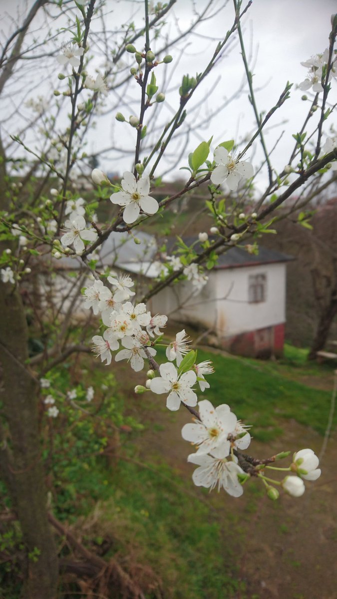 FikretBODUR's tweet photo. Karadenize bahar geldi.. @trtdunbugun 
Giresun Eynesil İshaklı Köyünden selamlar, mutlu günler... https://t.co/ii6upRfyMh