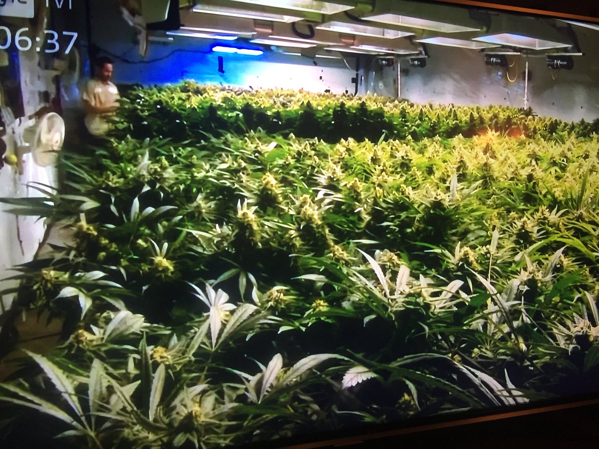 JyrkiJalkanen's tweet photo. Yhdysvalloissa #lääkekannabis viedään pörssiin, Kanada valtaa maailmanmarkkinat, Tanska käynnistää viljelyn ja Suomi kyykkii yhä pusikoissa. Ryhdyttäisiinkö töihin, @SuomenEduskunta ? @Fimea https://t.co/jzgdgb4peB