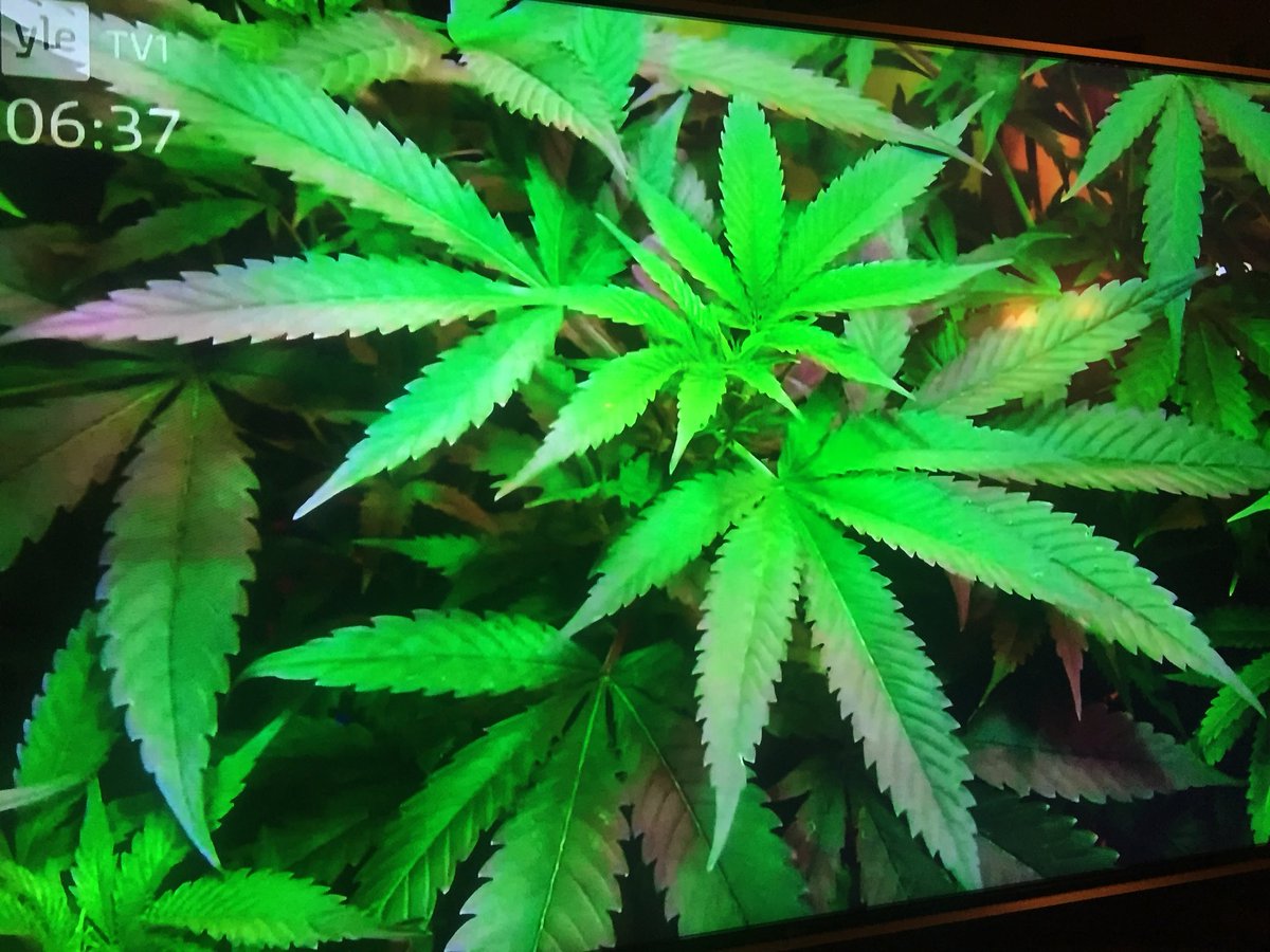 JyrkiJalkanen's tweet photo. Yhdysvalloissa #lääkekannabis viedään pörssiin, Kanada valtaa maailmanmarkkinat, Tanska käynnistää viljelyn ja Suomi kyykkii yhä pusikoissa. Ryhdyttäisiinkö töihin, @SuomenEduskunta ? @Fimea https://t.co/jzgdgb4peB